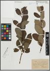 Foto von Salix appendiculata Vill. x Salix caprea L.